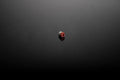 RIA-DAMPINGKNOB - Riaction Damping Knob - Product image